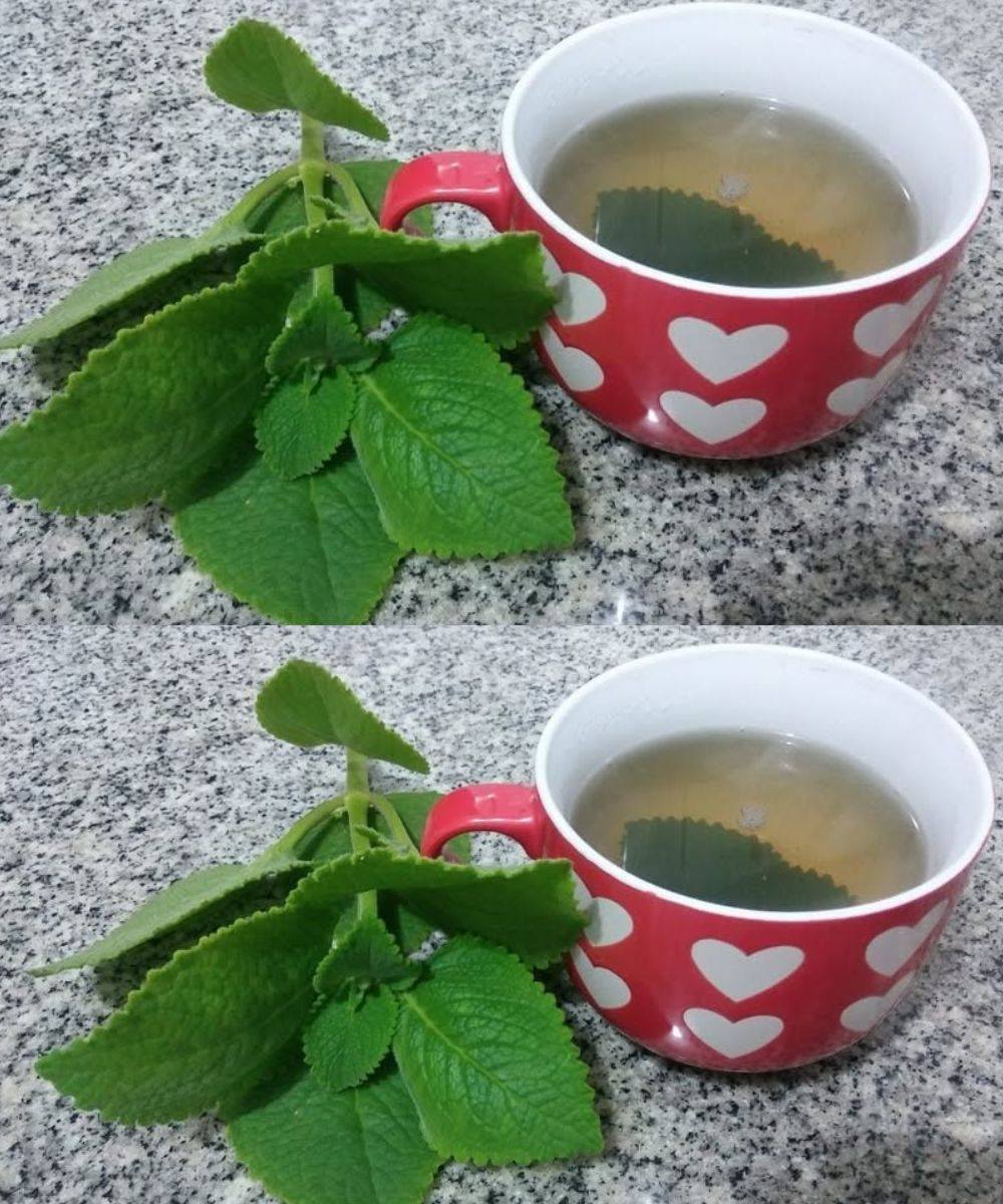 5 Reasons Seniors Should Add Oregano to Their Diet