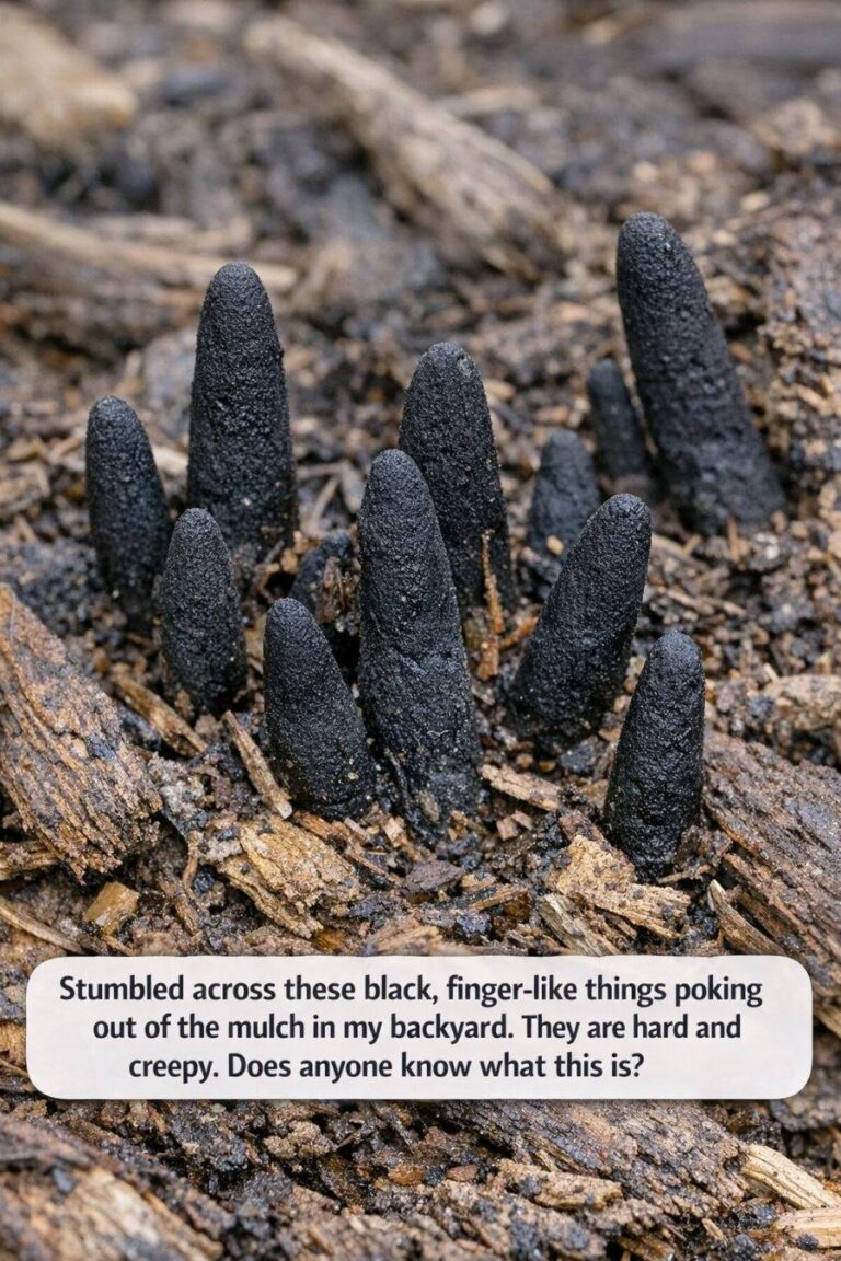 Stumbled across these black, finger-like things poking out of the mulch in my backyard. They are hard and creepy. Does anyone know what this is?.