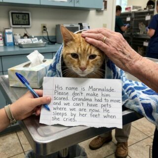 At 3:58 on euthanasia day, I lifted the syringe for an old orange cat abandoned with a child’s note—and realized I was seconds away from killing the only thing another broken family had left. “Put him on the table, please.”
