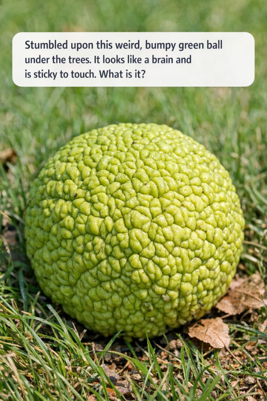 Stumbled upon this weird, bumpy green ball under the trees. It looks like a brain and is sticky to touch. What is it?