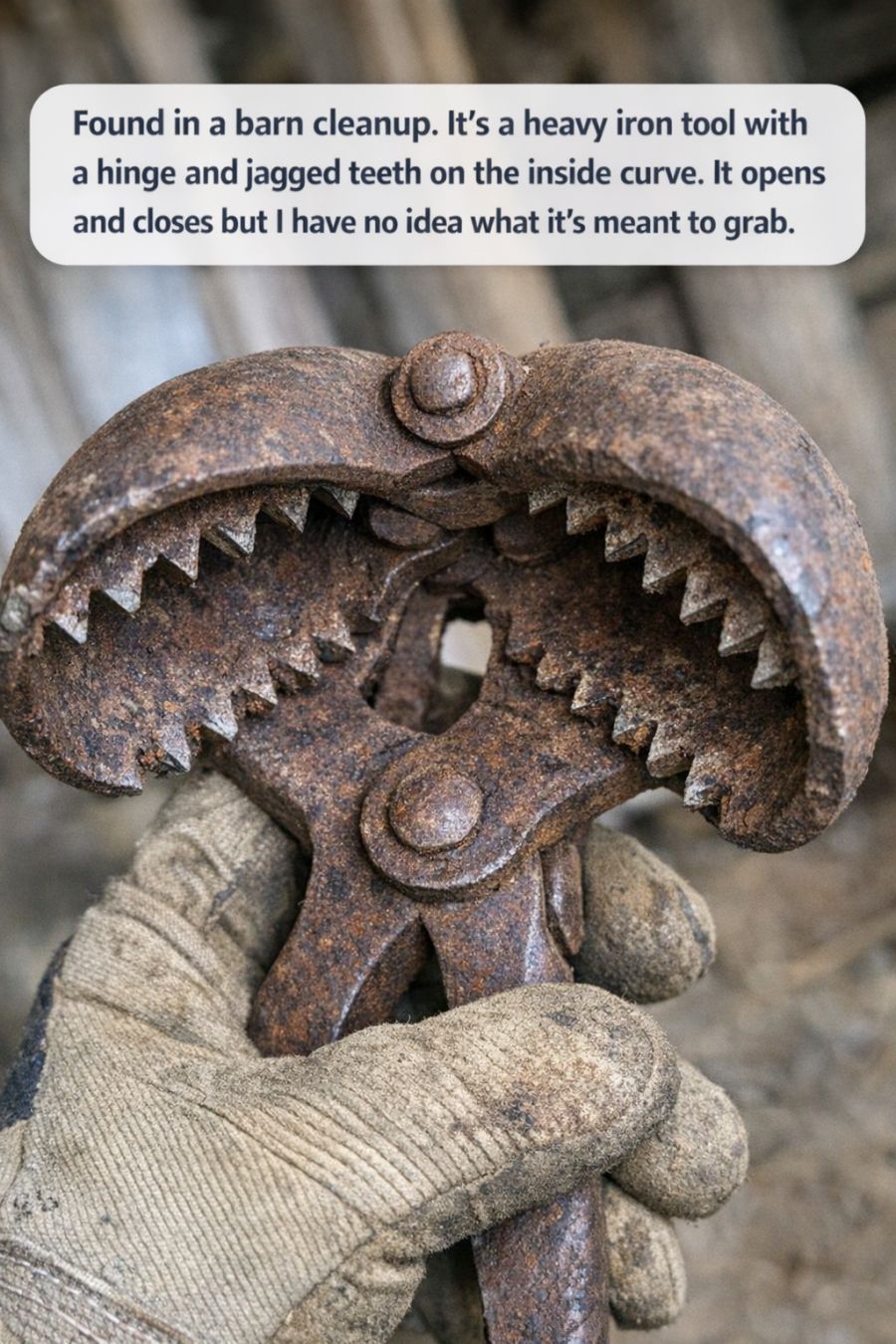 Found in a barn cleanup. It’s a heavy iron tool with a hinge and jagged teeth on the inside curve. It opens and closes but I have no idea what it’s meant to grab.