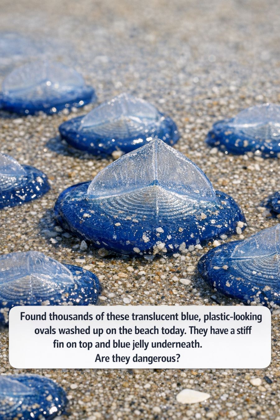 Found thousands of these translucent blue, plastic-looking ovals washed up on the beach today. They have a stiff fin on top and blue jelly underneath. Are they dangerous?