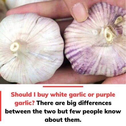 White Garlic vs. Purple Garlic