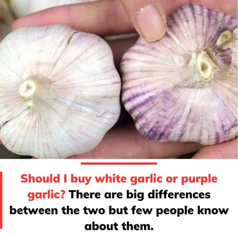 White Garlic vs. Purple Garlic