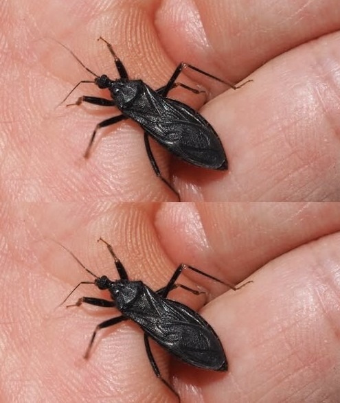 What To Do If Bitten By An Assassin Bug