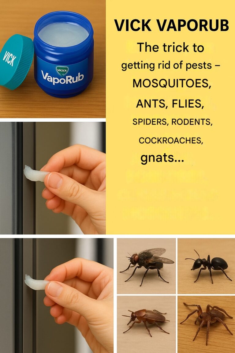 Trick with Vick VapoRub to eliminate pests: mosquitoes, ants, flies, spiders, rodents, cockroaches, flies…
