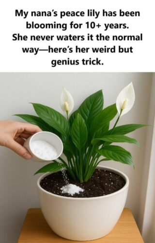 Peace Lily Care Secret: Forget Water—Use This Instead for Lasting Beauty