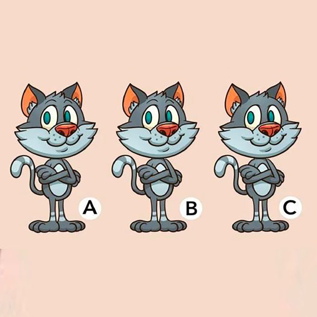 Optical illusion challenge: Which cat is different in the photo?