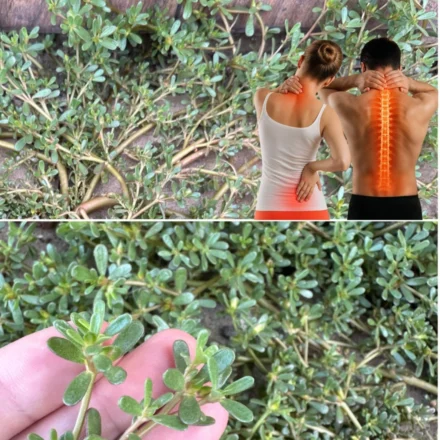 Discover this little-known plant with exquisite flavors – 7 good reasons to adopt it in your vegetable garden
