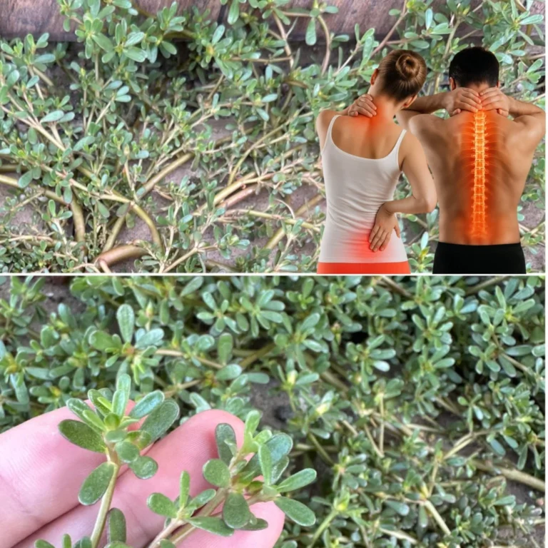 Discover this little-known plant with exquisite flavors – 7 good reasons to adopt it in your vegetable garden